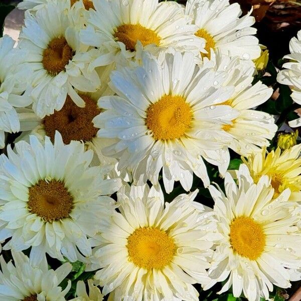 Leucanthemum maximum অভ্যাস