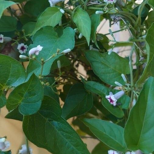 Paederia foetida Flower