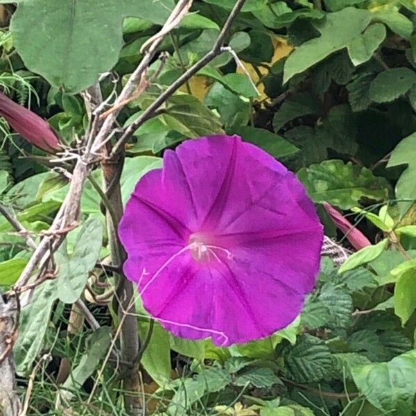 Ipomoea indica Çiçek