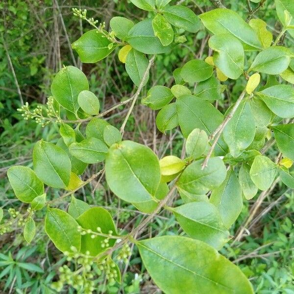 Ligustrum sinense পাতা