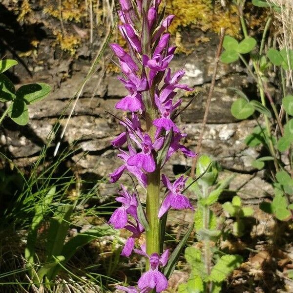 Dactylorhiza elata Fiore