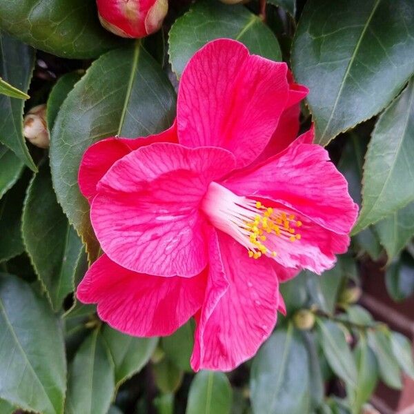 Camellia sasanqua Flower