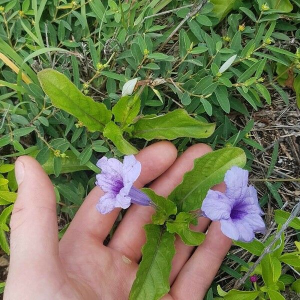 Ruellia tuberosa Çiçek