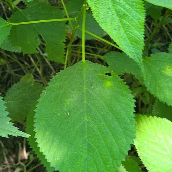 Laportea canadensis Yaprak