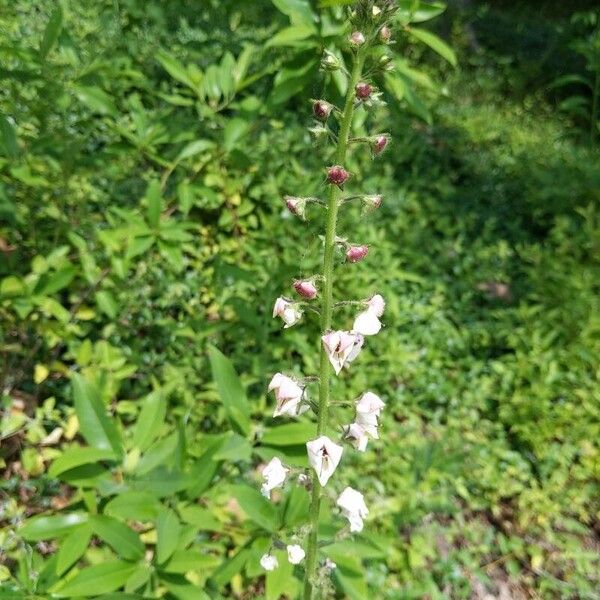 Verbascum blattaria Fiore