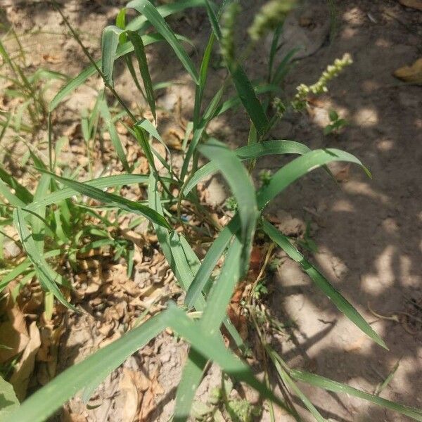 Echinochloa colona Лист