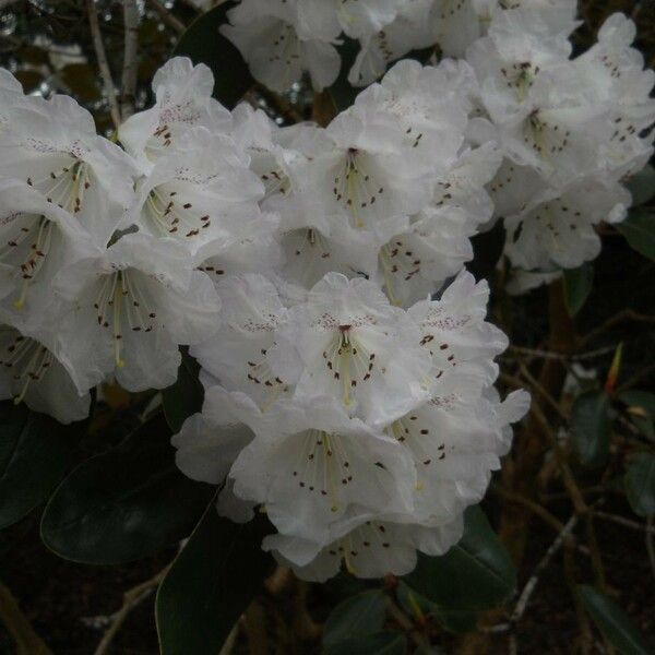 Rhododendron campanulatum Flower