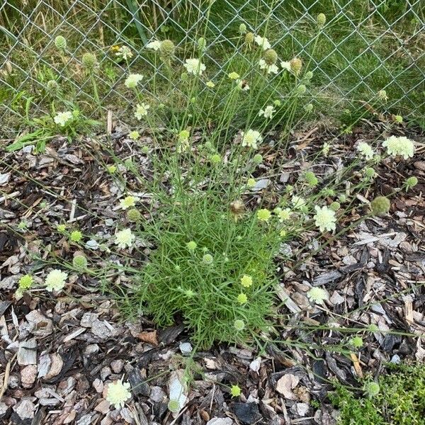 Scabiosa ochroleuca ᱛᱟᱦᱮᱸ