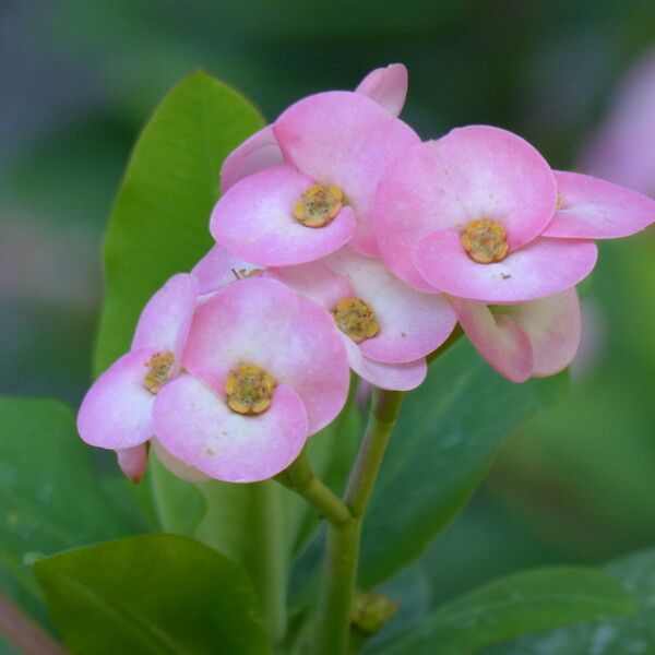 Euphorbia lophogona Flower