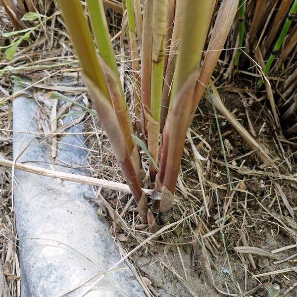 Cyperus alternifolius 其他