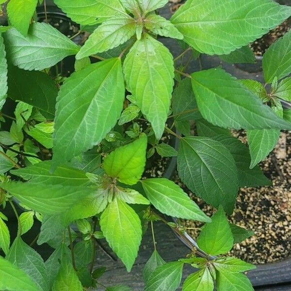 Acalypha virginica Folio