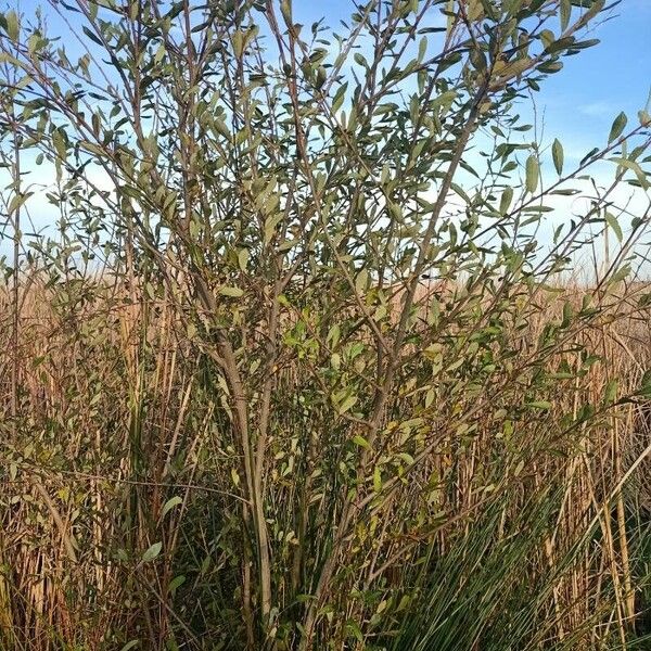 Salix cinerea Habitus