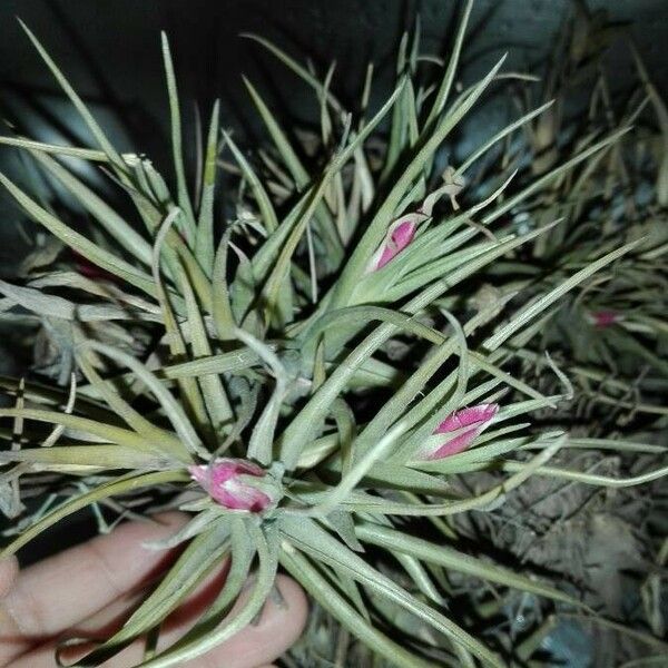 Tillandsia stricta Lehti