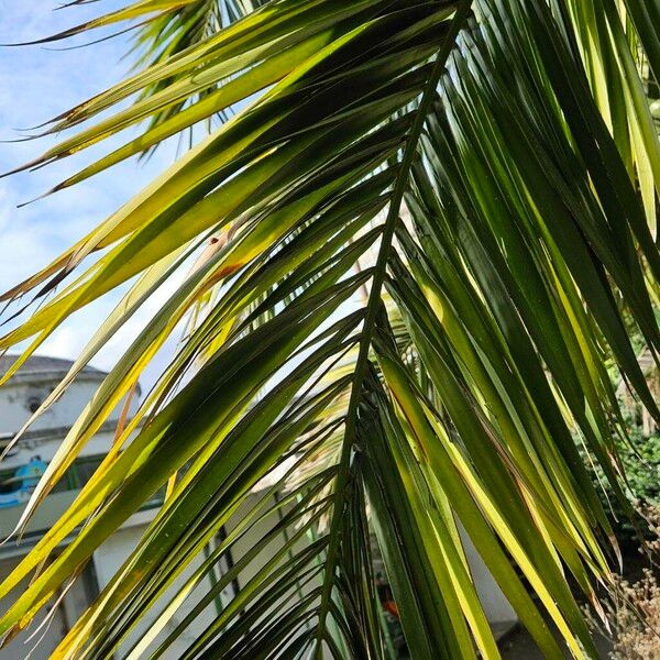 Phoenix canariensis Lapas