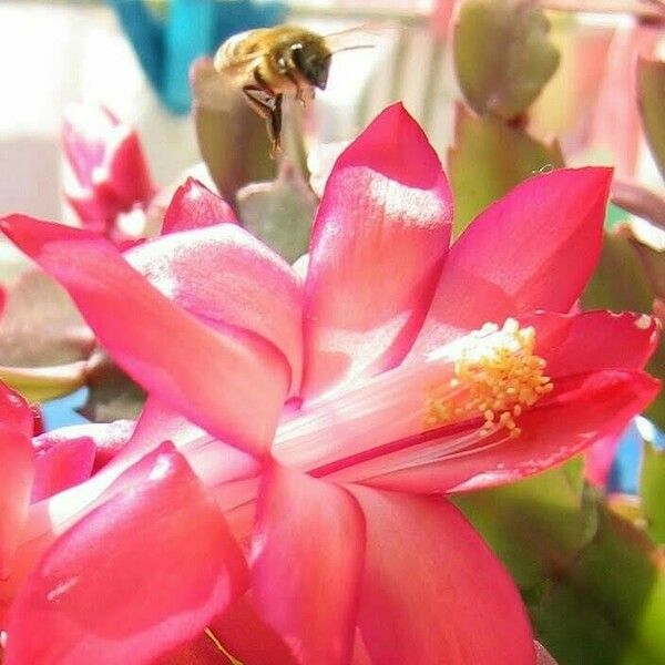 Schlumbergera truncata 花