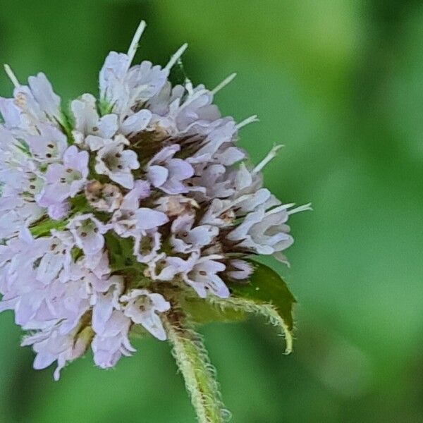 Mentha aquatica Kvet