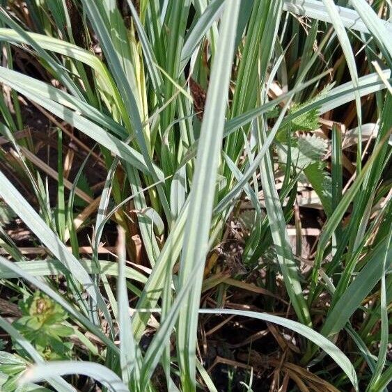 Carex acutiformis ᱥᱟᱠᱟᱢ