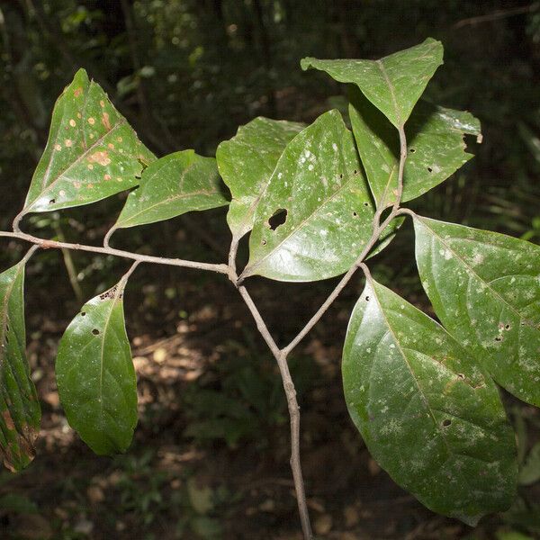 Ocotea splendens Deilen