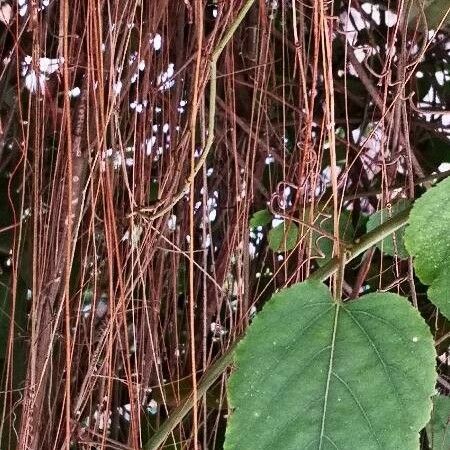 Passiflora miniata 整株植物