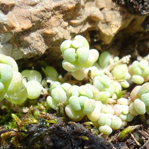 Sedum dasyphyllum Lehti