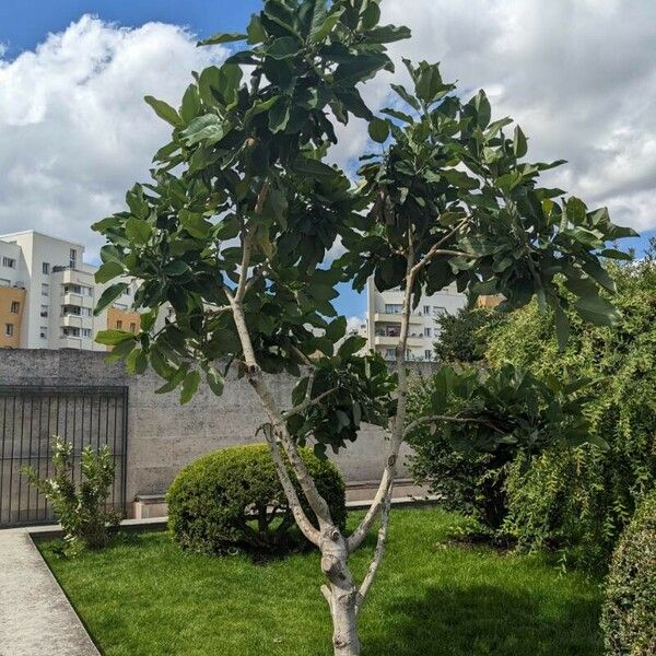 Magnolia delavayi Bark
