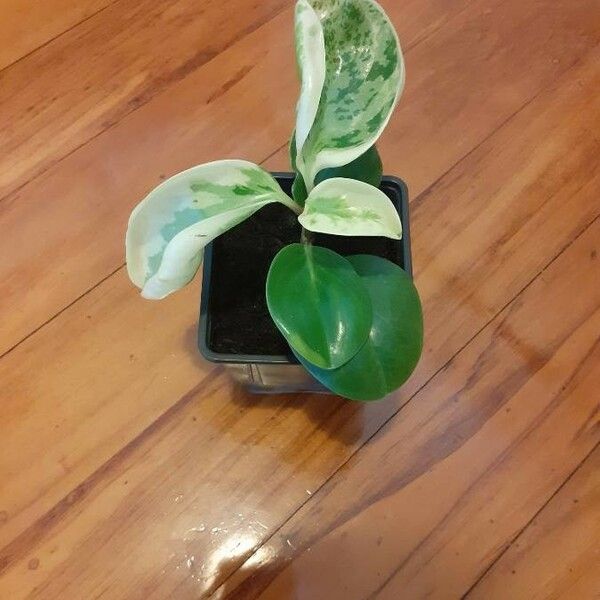 Peperomia obtusifolia Leaf