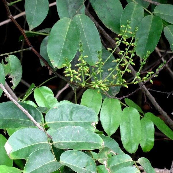 Pterocarpus officinalis Foglia