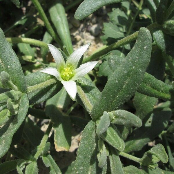 Aizoanthemum hispanicum ফুল