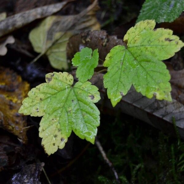 Ribes rubrum Leaf