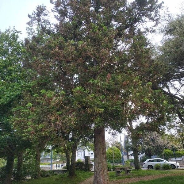 Cryptomeria japonica आदत