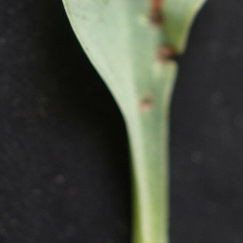 Limonium girardianum পাতা