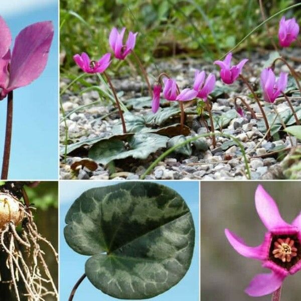 Cyclamen purpurascens आदत