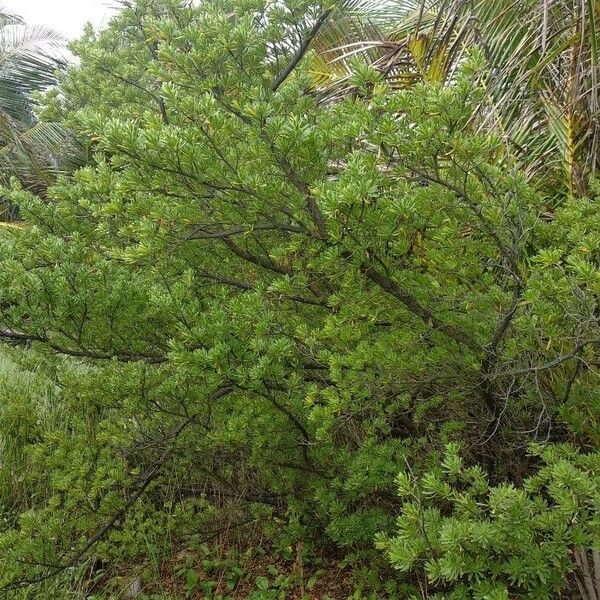 Suriana maritima Plante entière