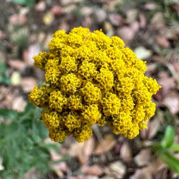 Achillea ageratum Blüte