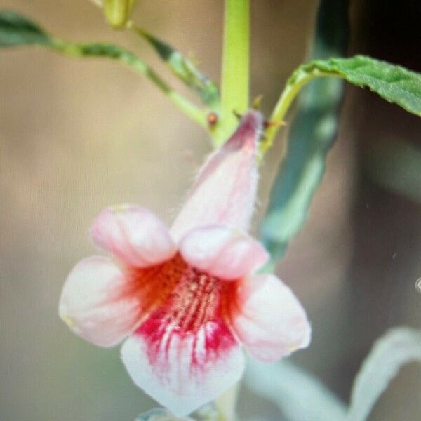 Sesamum alatum Flower