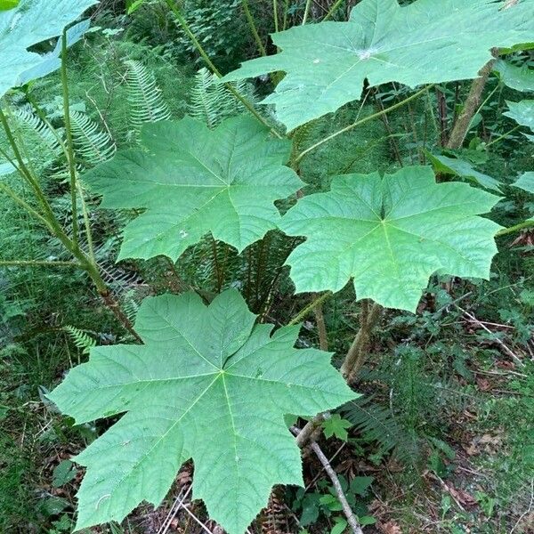 Oplopanax horridus Leaf