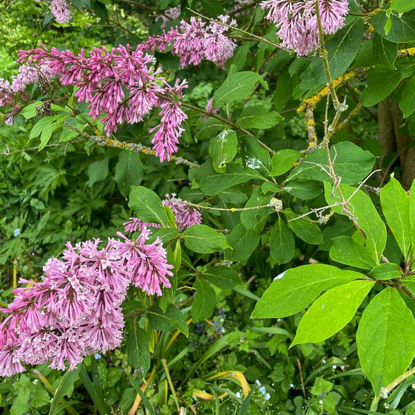 Syringa villosa Flower