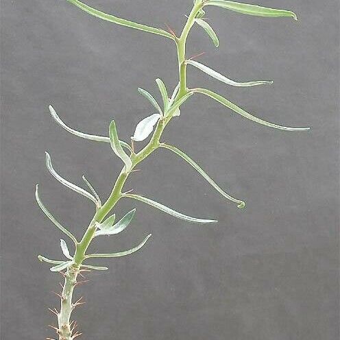 Pachypodium succulentum Yaprak