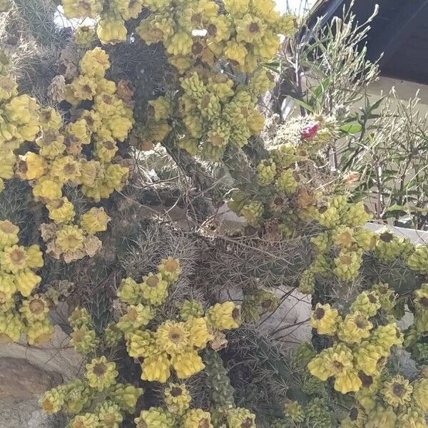 Cylindropuntia imbricata Blüte