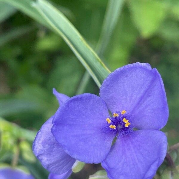 Tradescantia ohiensis फूल