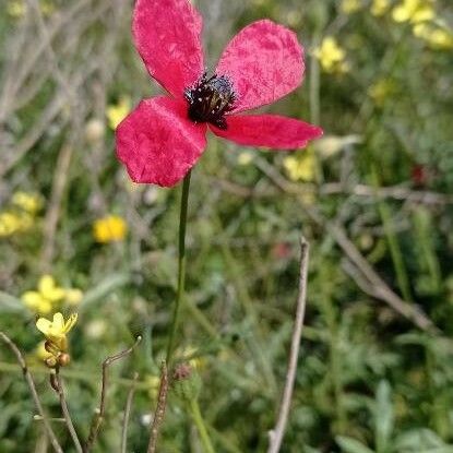 Papaver hybridum Flower