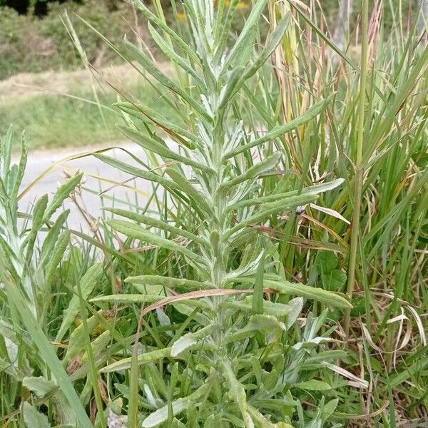 Pseudognaphalium undulatum Blad