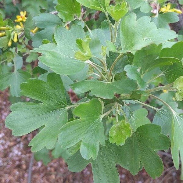 Ribes aureum List