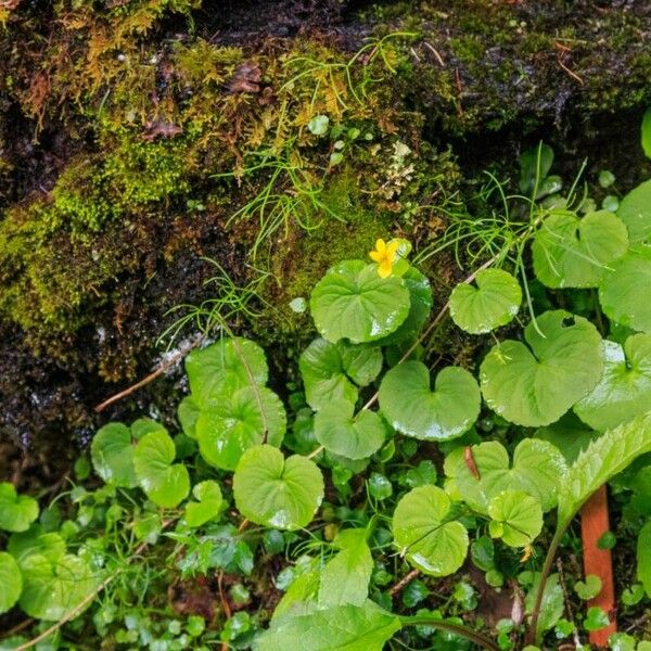 Viola biflora Fiore