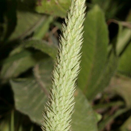 Phalaris paradoxa Flower