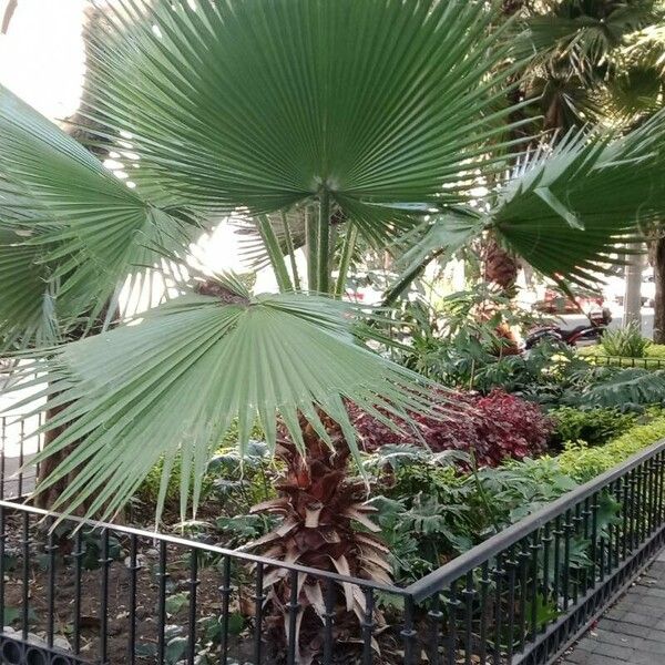 Washingtonia robusta Deilen