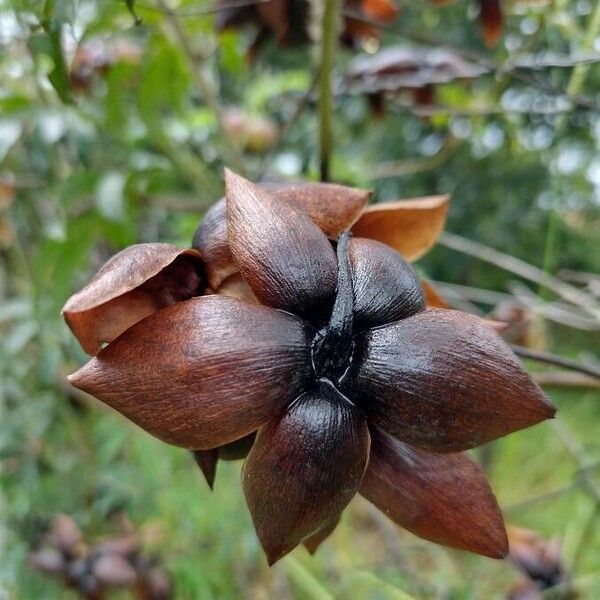 Distimake dissectus Fruit