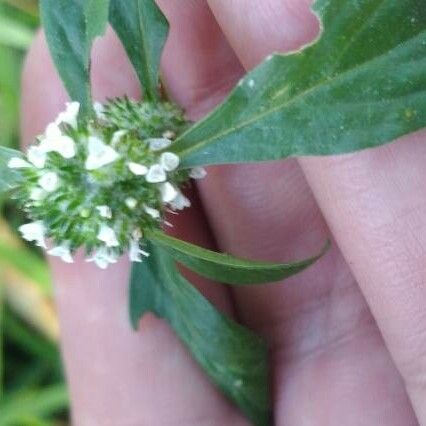 Mitracarpus hirtus Hoja