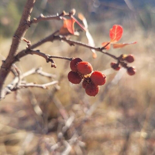 Rhus trilobata फल