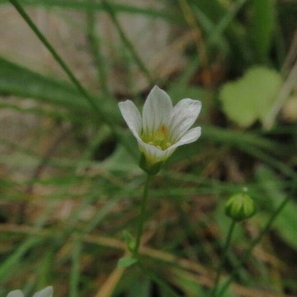 Linum catharticum Flower